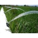 PP Irrigation
